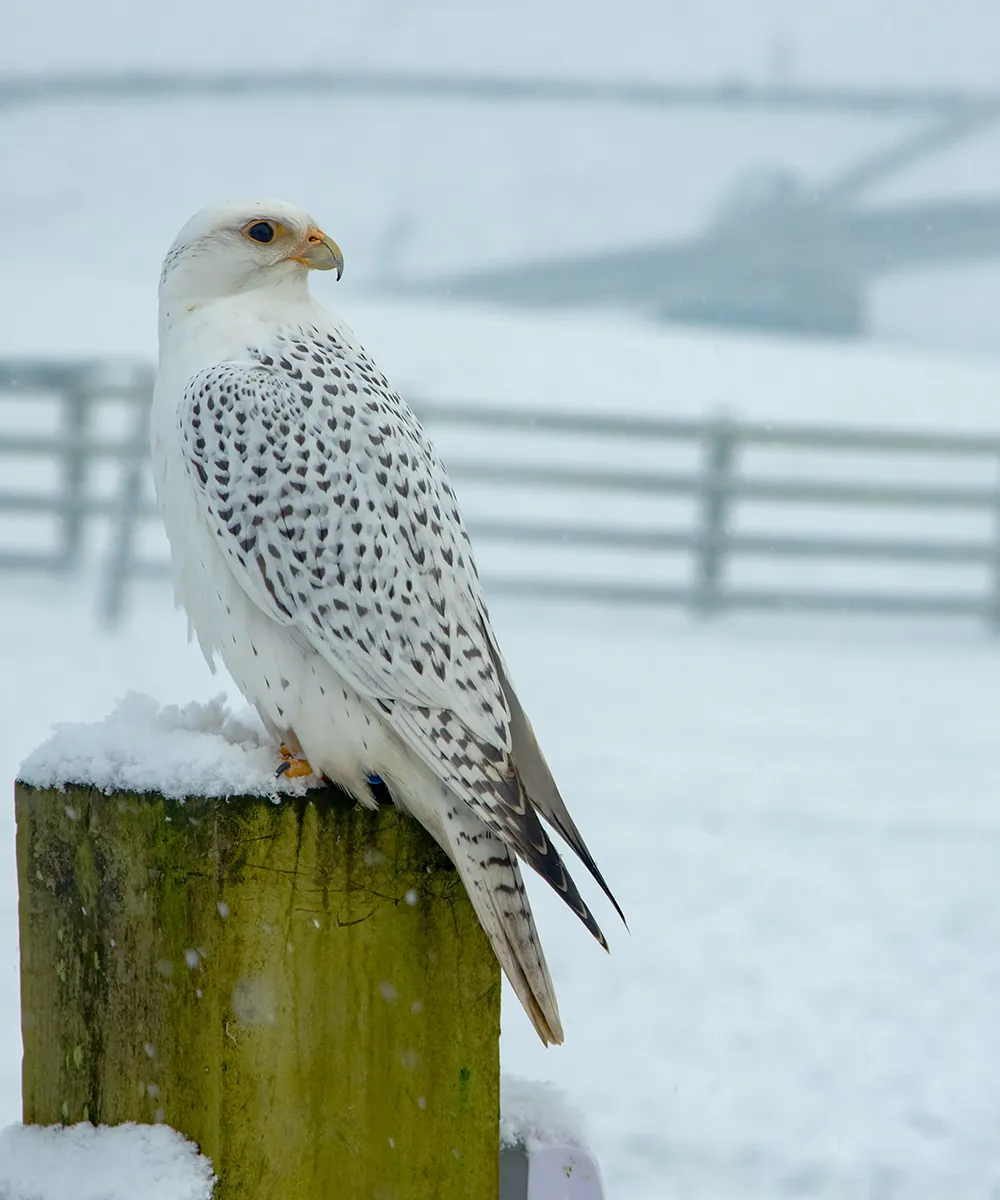 SMJ Falconry - Image 1