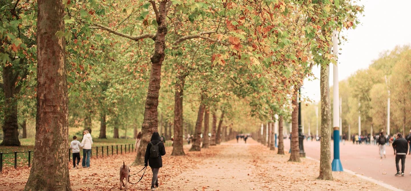 St James's Park - Image 2