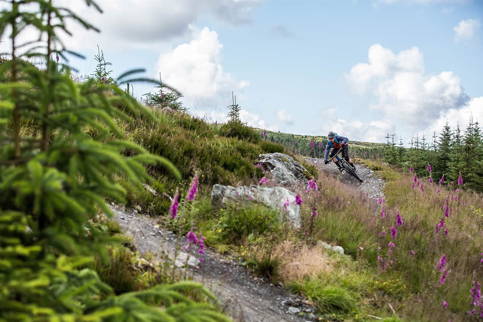 Davagh Forest Trails - MTB Trailhead - Image 2