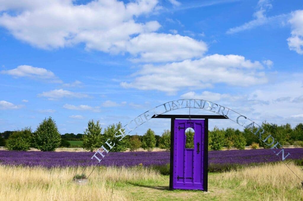 Mayfield Lavender Farm - Main view