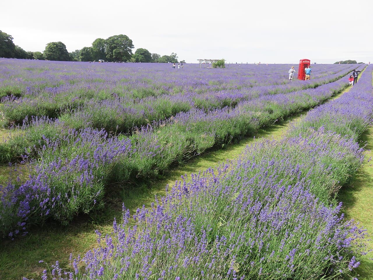 Mayfield Lavender Farm - Image 2