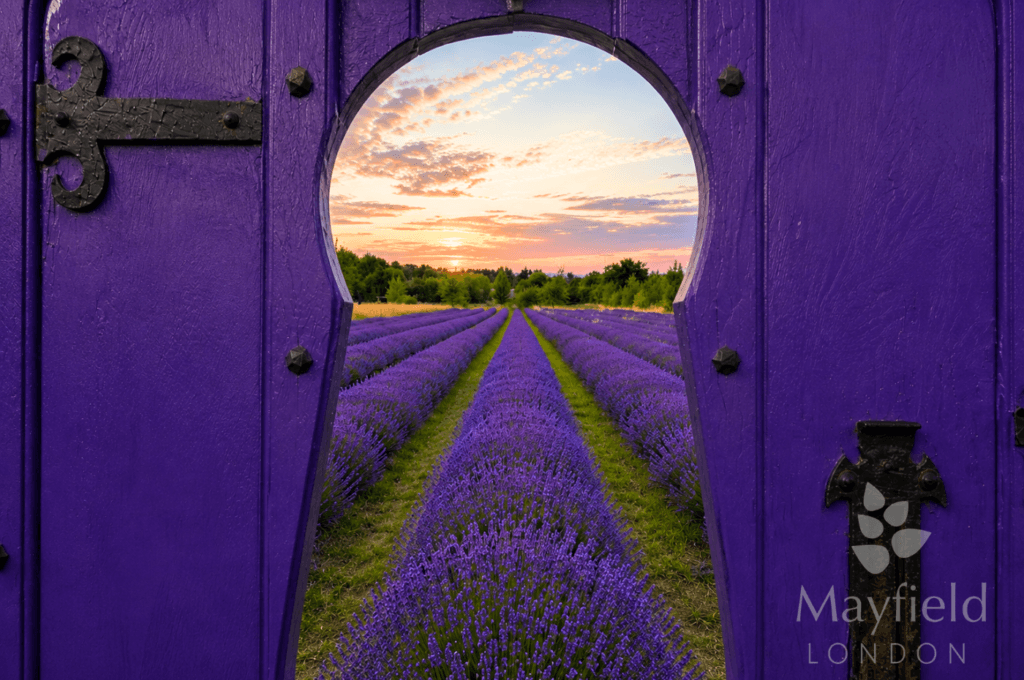Mayfield Lavender Farm - Image 3