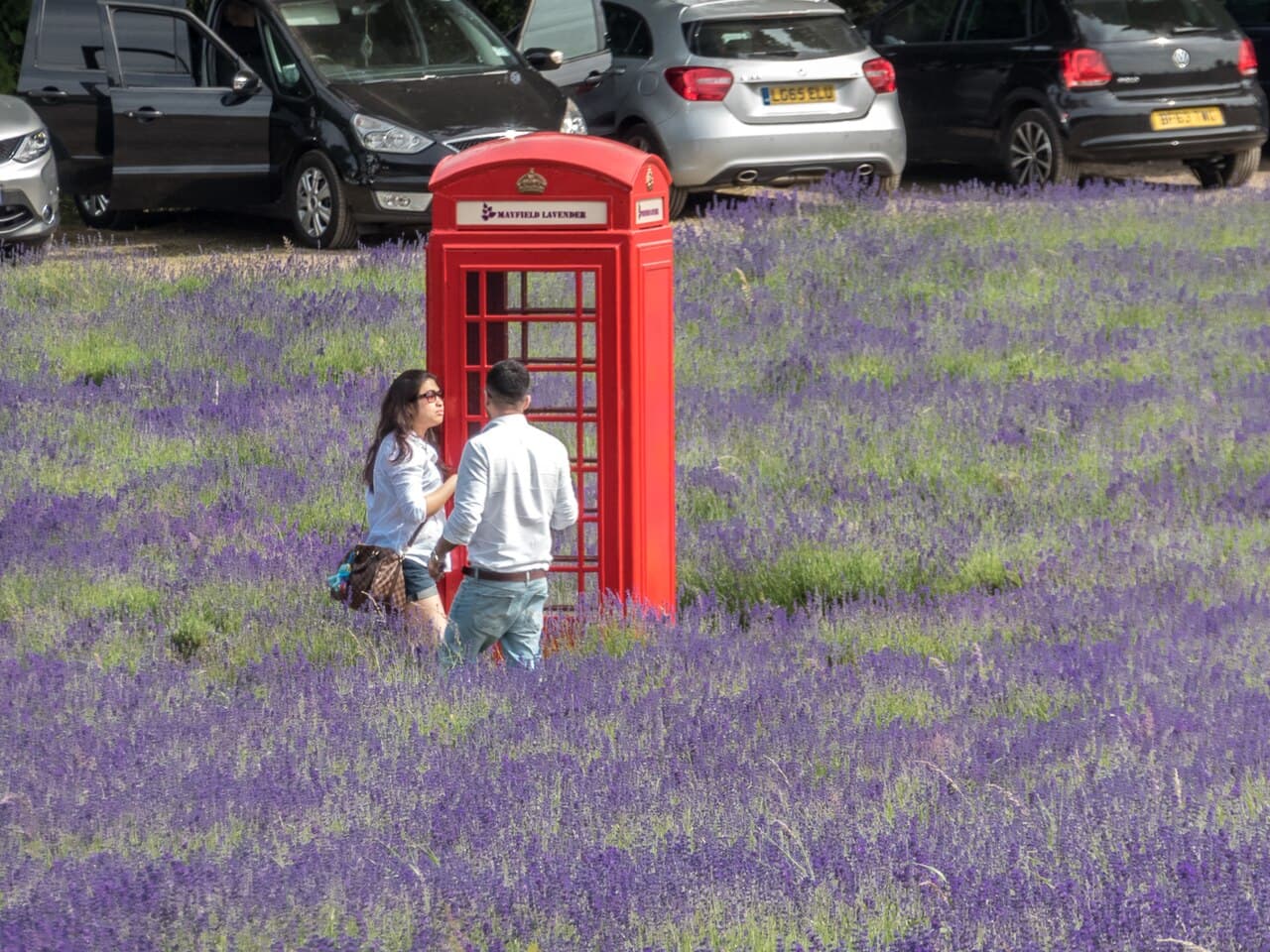 Mayfield Lavender Farm - Image 4