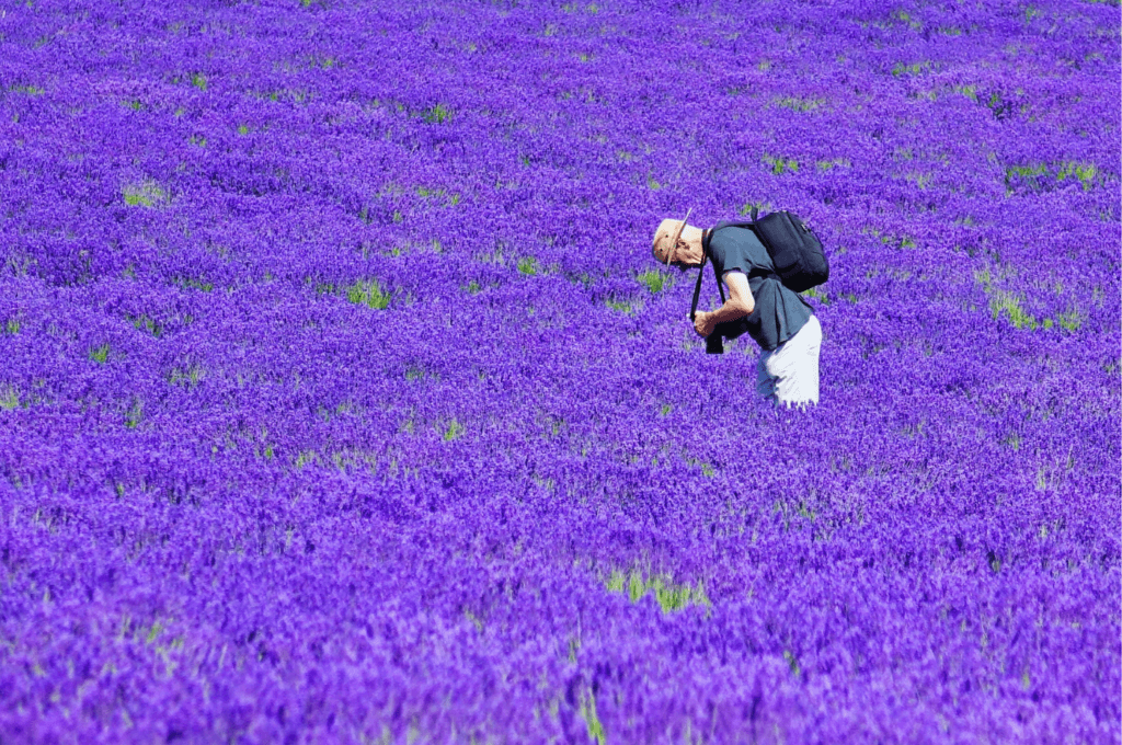 Mayfield Lavender Farm - Image 5