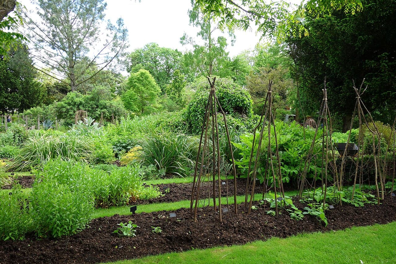 Chelsea Physic Garden - Image 3