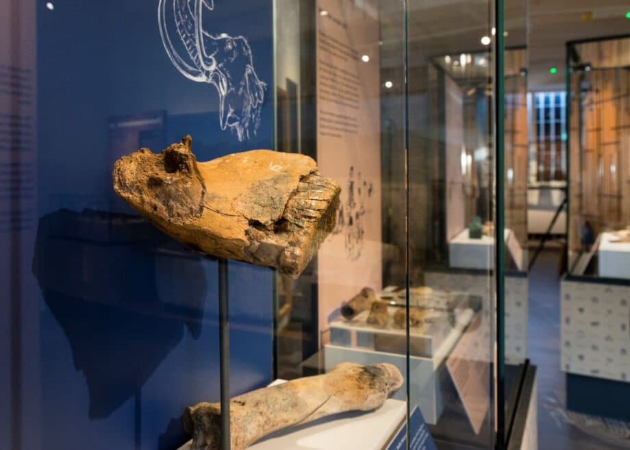 Ely Museum - Image 4