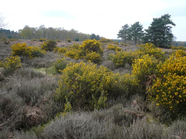 RSPB Budby South Forest - Image 2