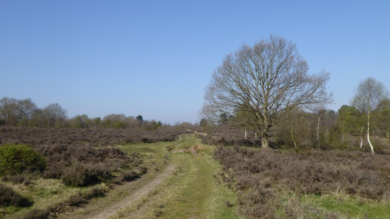 RSPB Budby South Forest - Image 4