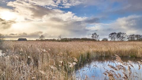 Norfolk Wildlife Trust – Hickling Broad and Marshes nature reserve - Image 3