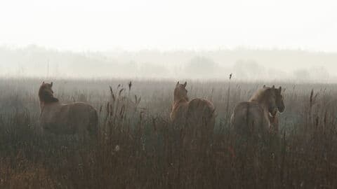 Norfolk Wildlife Trust – Hickling Broad and Marshes nature reserve - Image 4