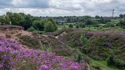 Gentleshaw Common - Image 1