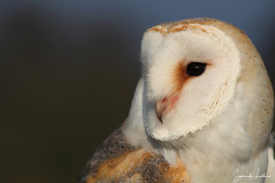 North Somerset Bird Of Prey Centre - Image 1