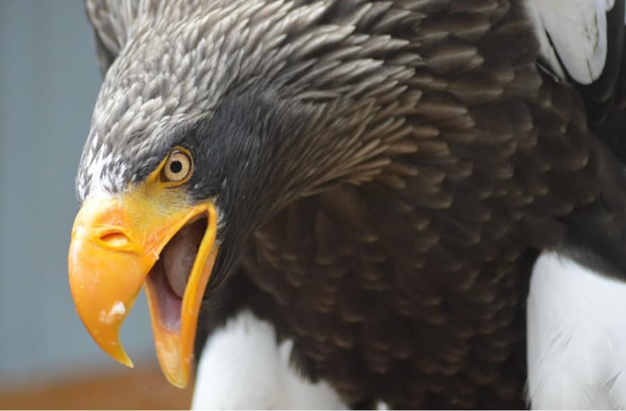 North Somerset Bird Of Prey Centre - Image 2