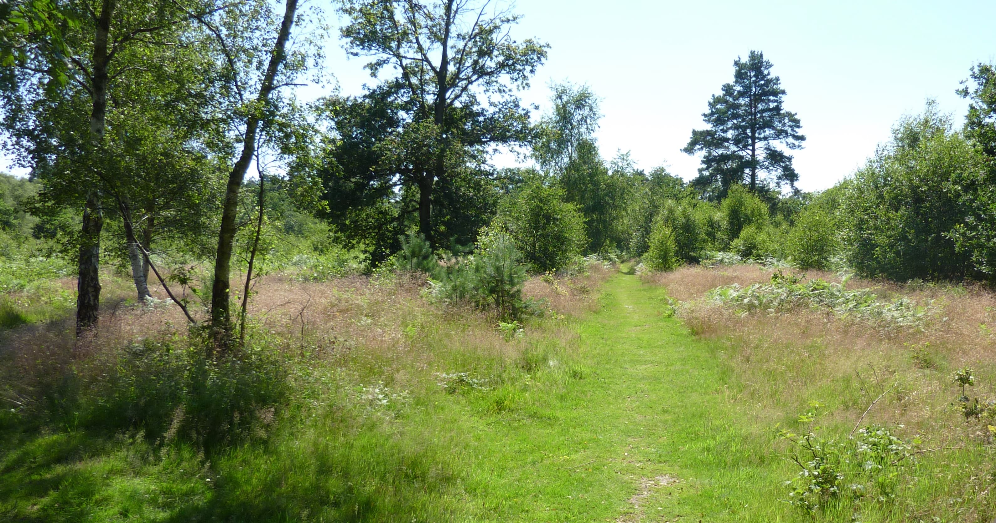 Wokefield Common Nature Reserve - Main view
