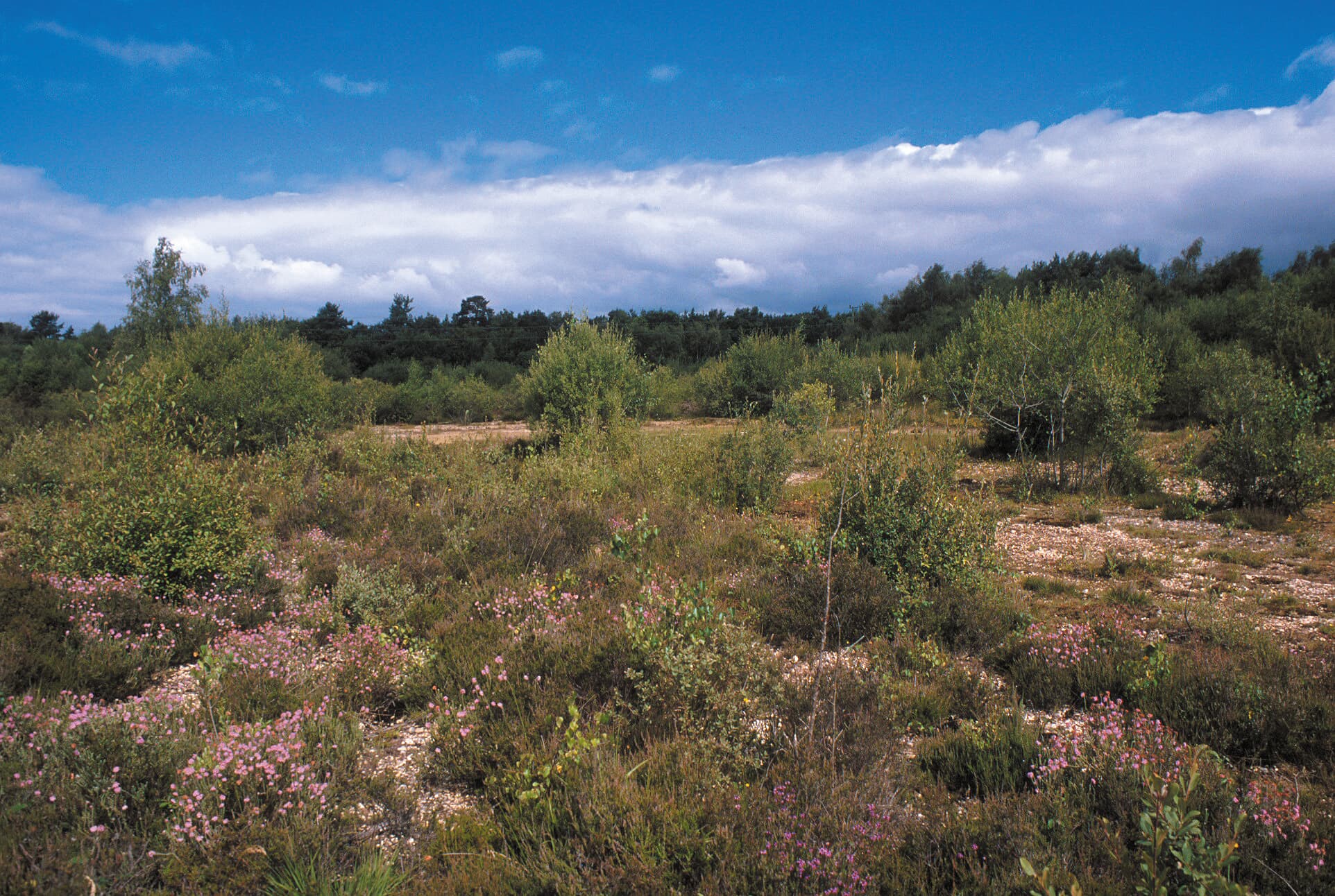Wokefield Common Nature Reserve - Image 2