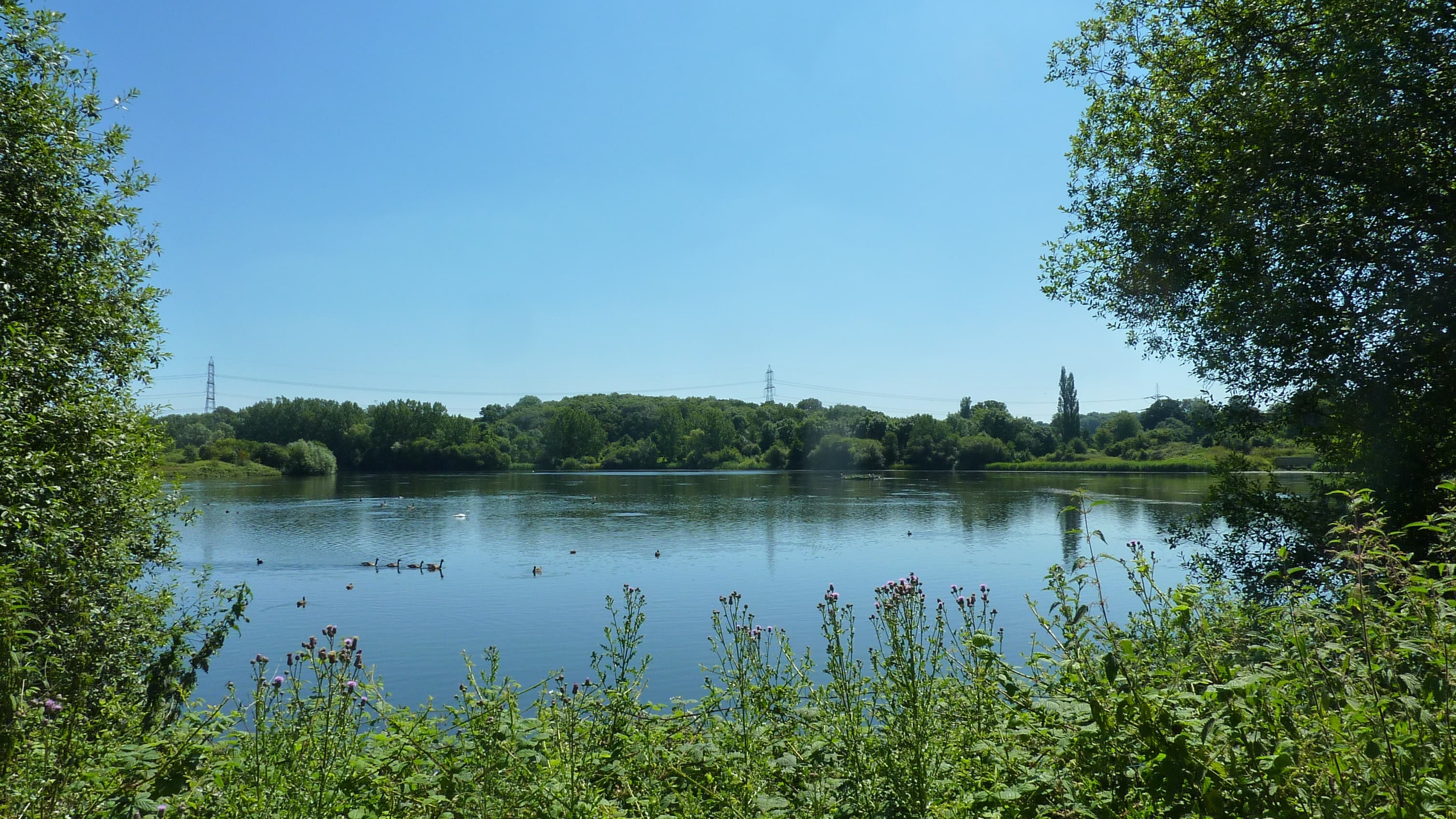 Wokefield Common Nature Reserve - Image 3