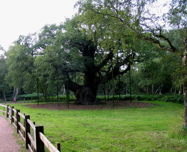 The Major Oak - Image 2