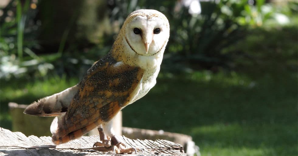 Kirkleatham Owl Centre - Image 2