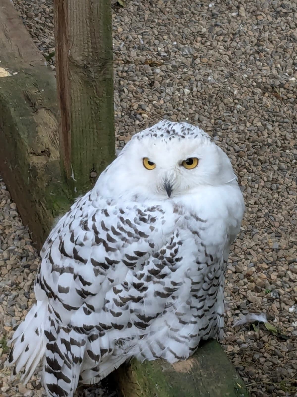 Kirkleatham Owl Centre - Image 3