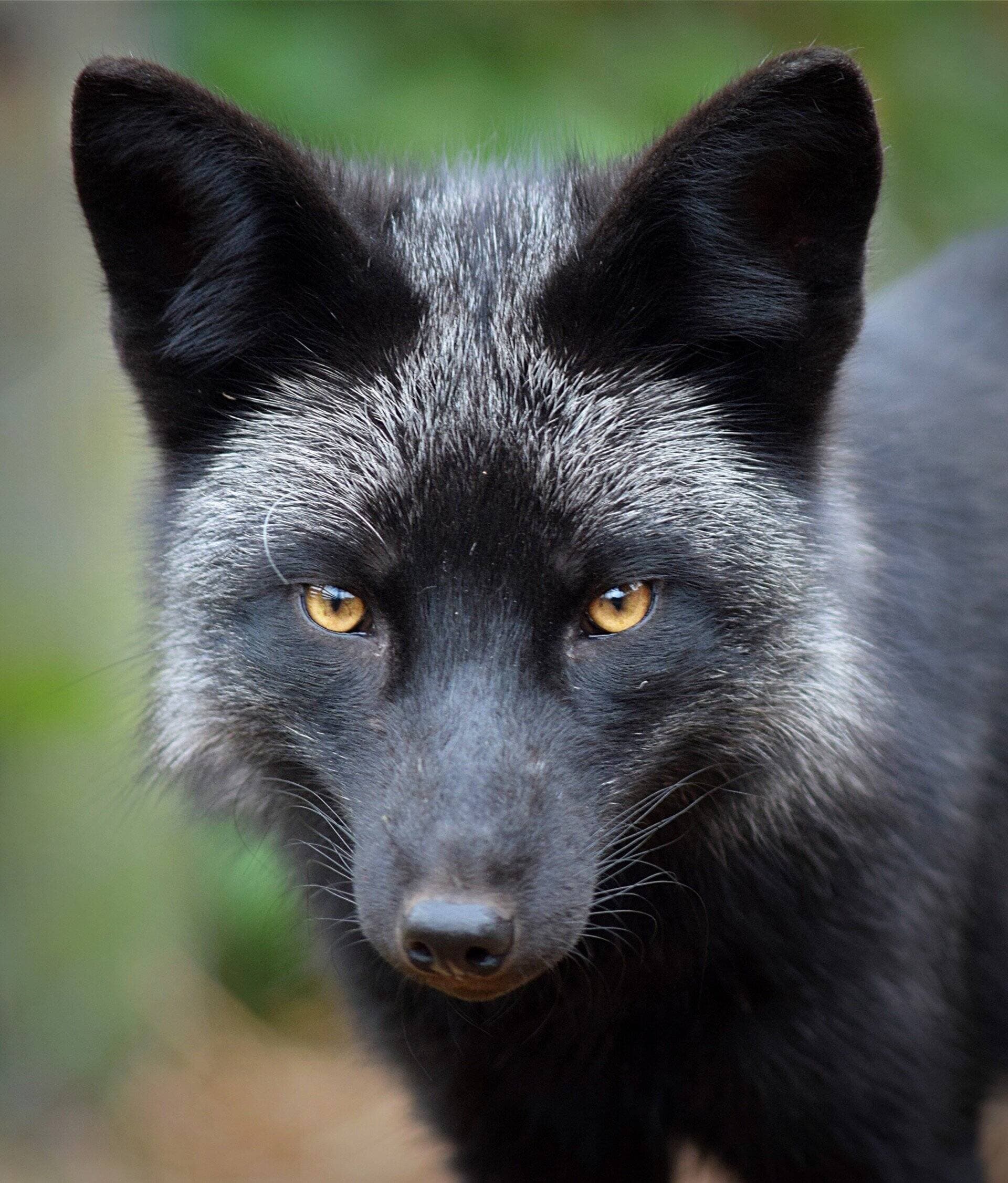 The Animalarium - Image 2