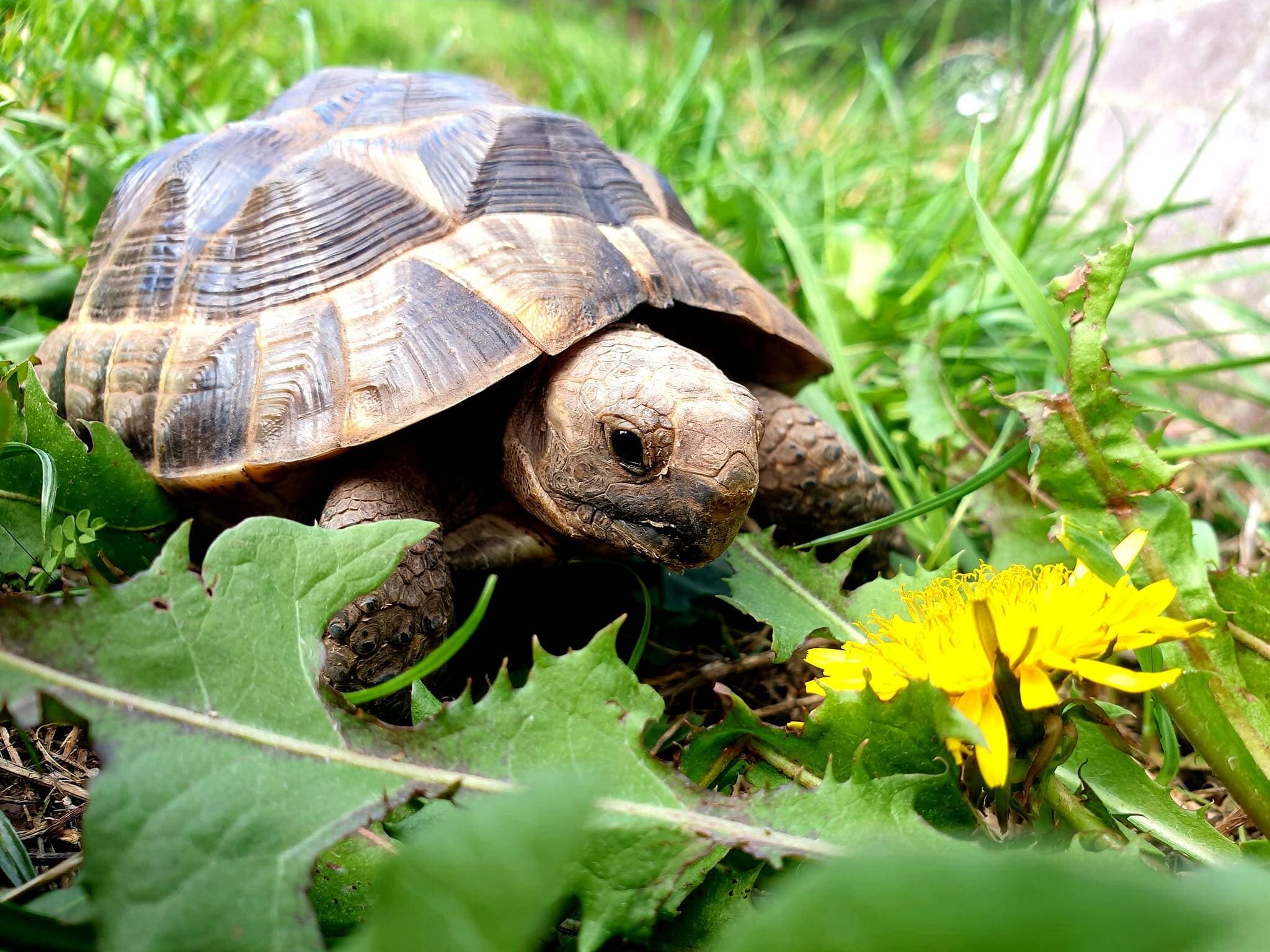 The Animalarium - Image 3