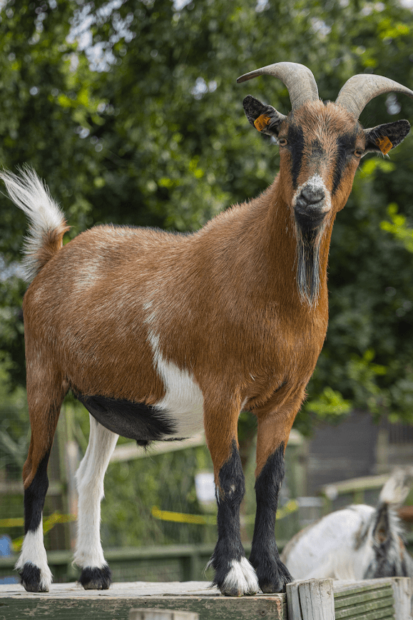 The Animalarium - Image 4