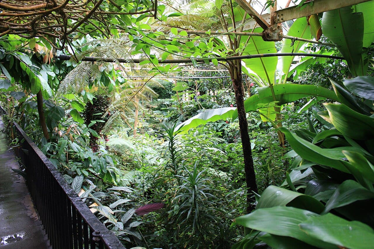 Belfast Tropical Ravine - Main view