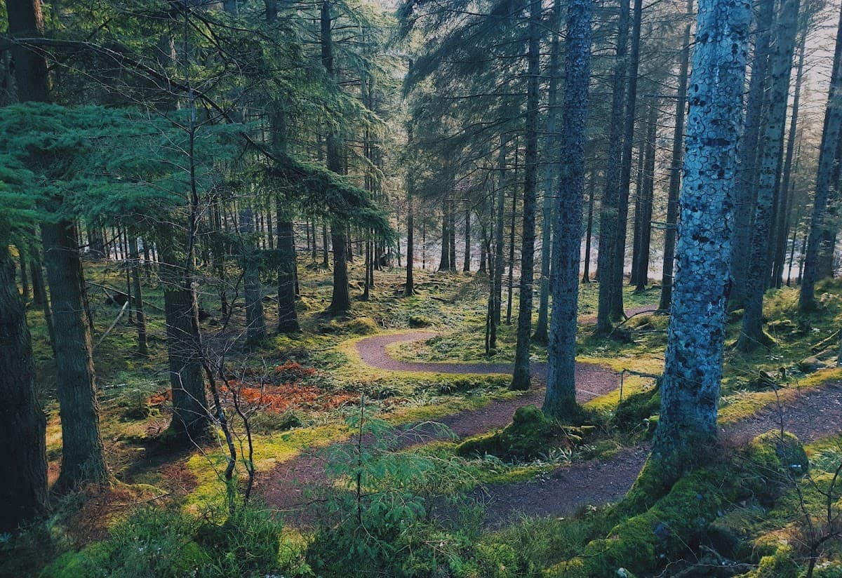 Queen Elizabeth Forest Park - Image 4
