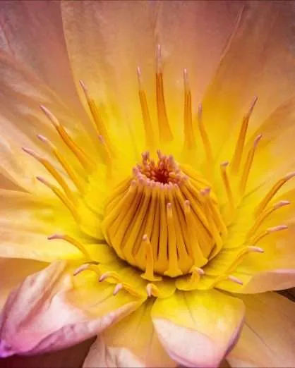 Birmingham Botanical Gardens - Image 3
