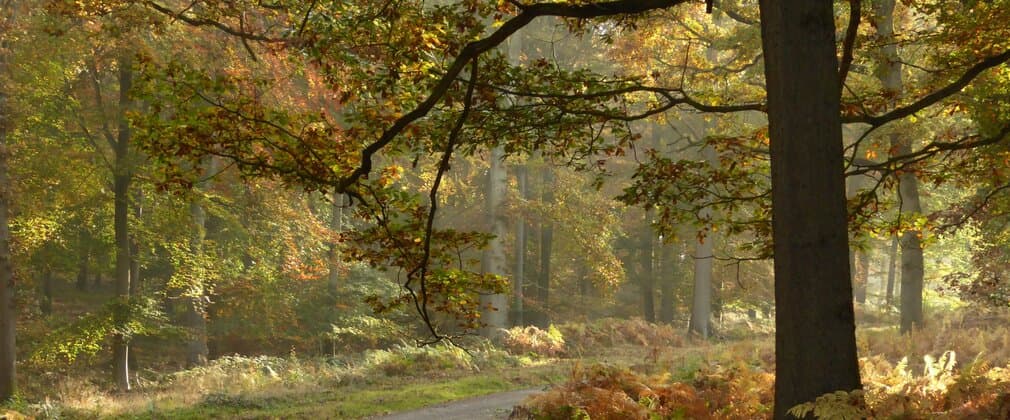 Wyre Forest - Forestry England - Image 4