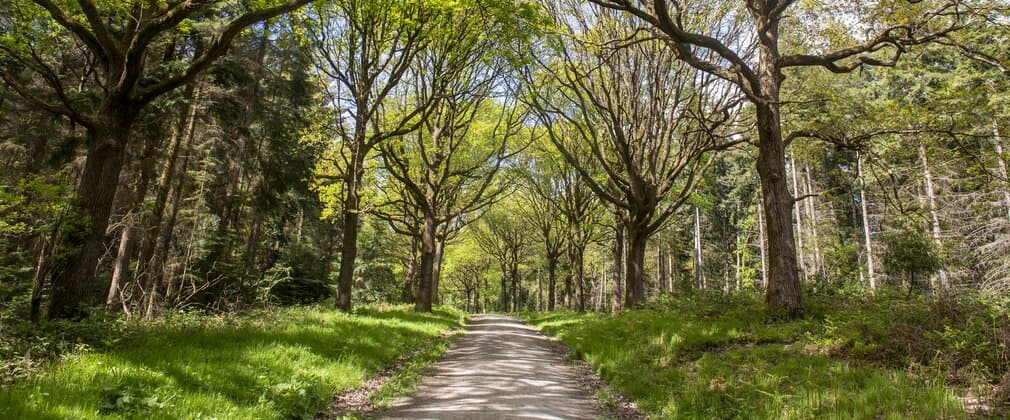 Wyre Forest - Forestry England - Image 5