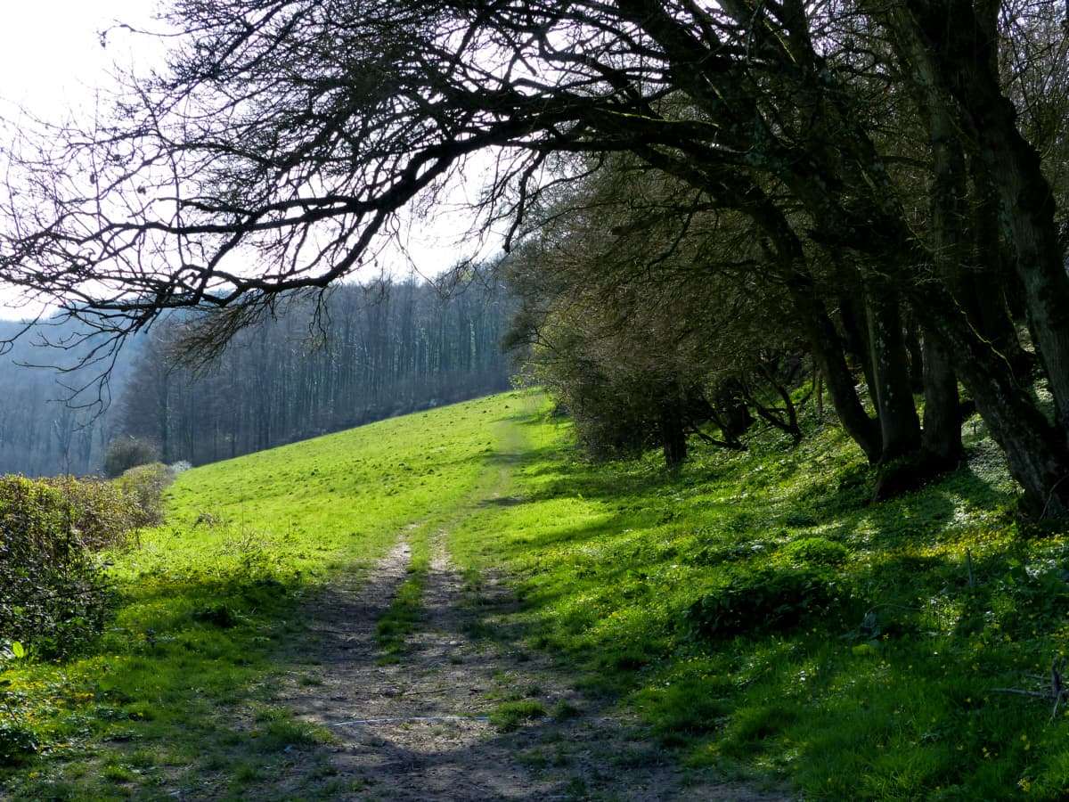 Queen Elizabeth Country Park - Image 1