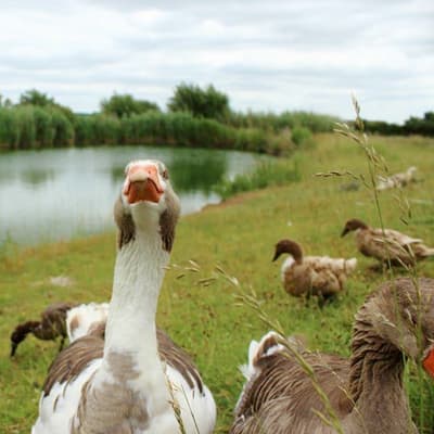 Cholderton Rare Breeds Farm - Main view