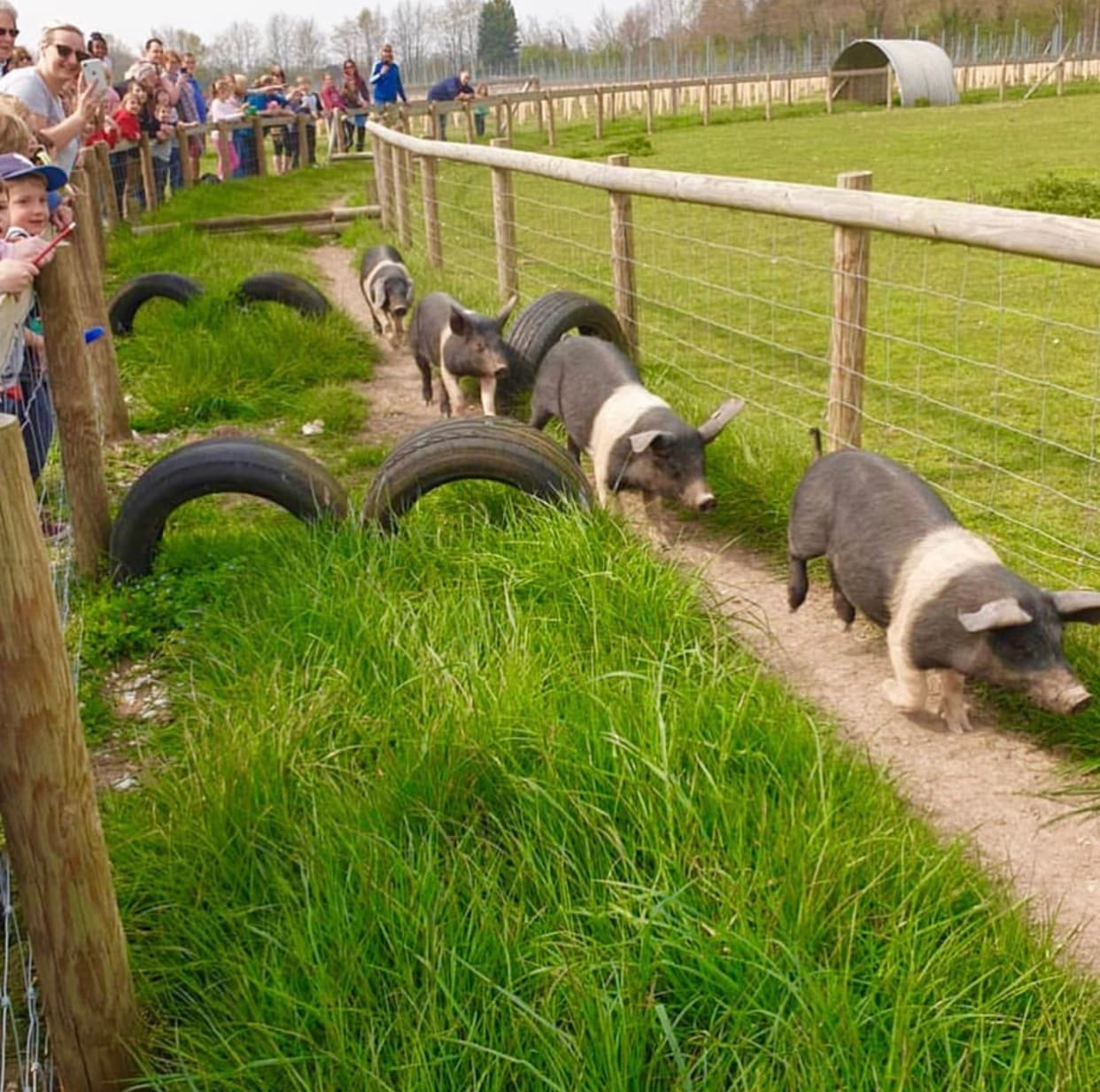Cholderton Rare Breeds Farm - Image 4