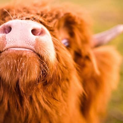 Cholderton Rare Breeds Farm - Image 5