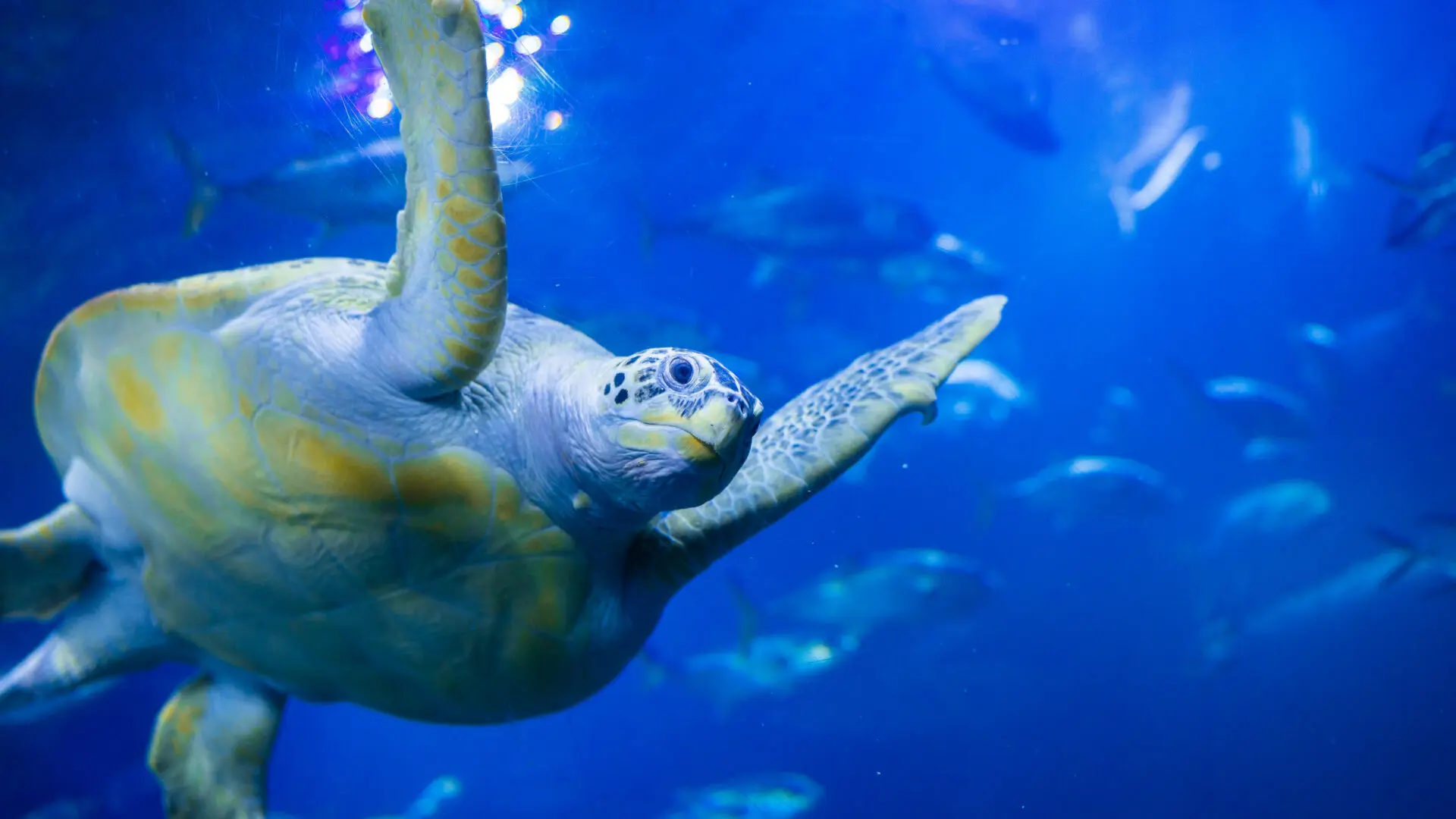National Marine Aquarium - Image 4