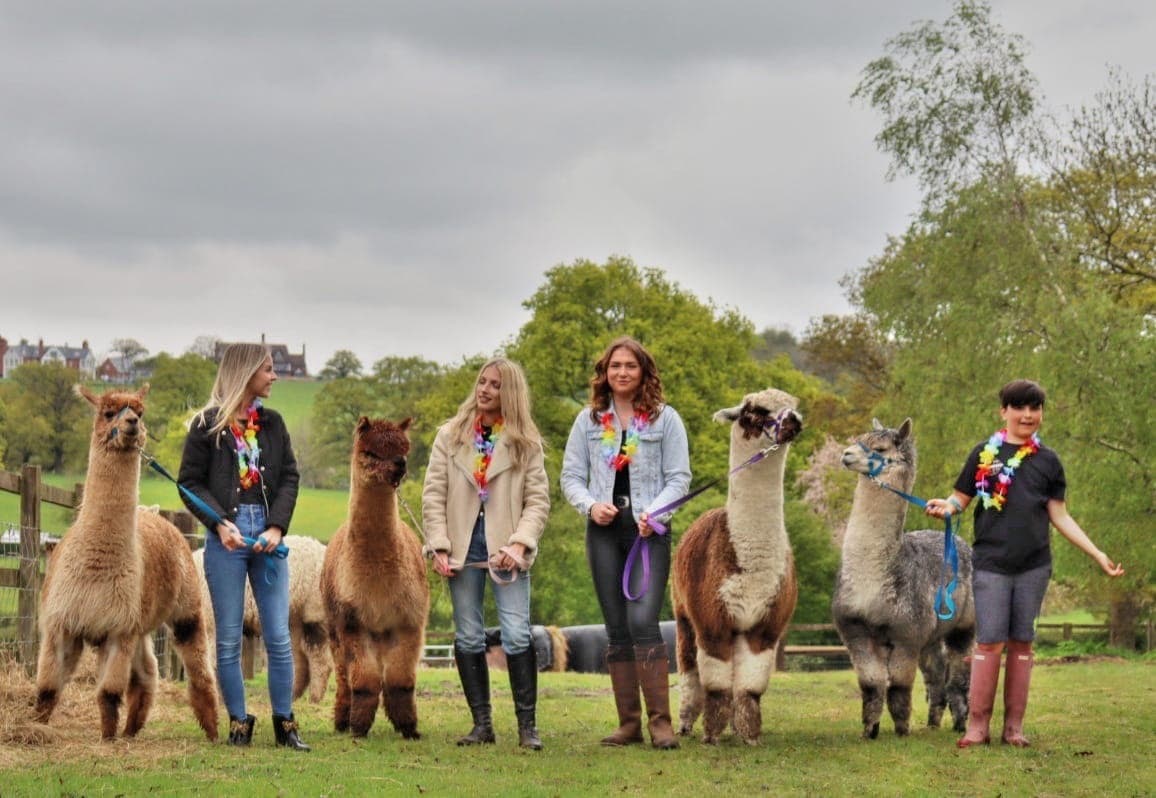 Middle England Farm Alpacas and Care Farm - Image 1