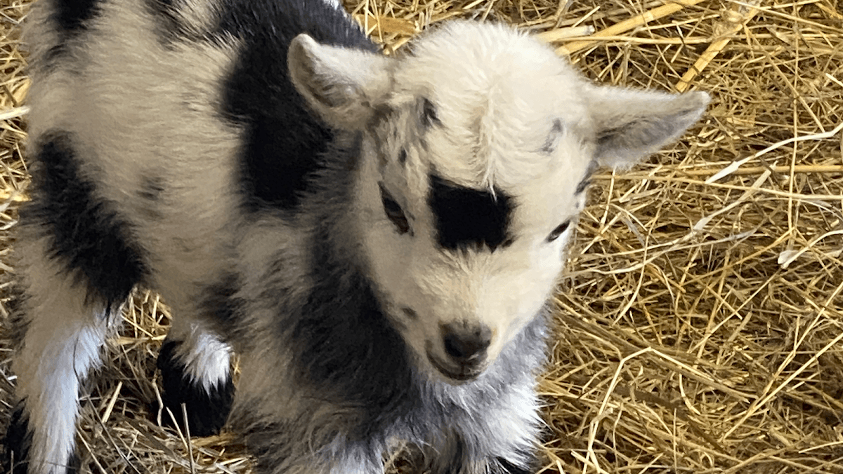 Middle England Farm Alpacas and Care Farm - Image 2