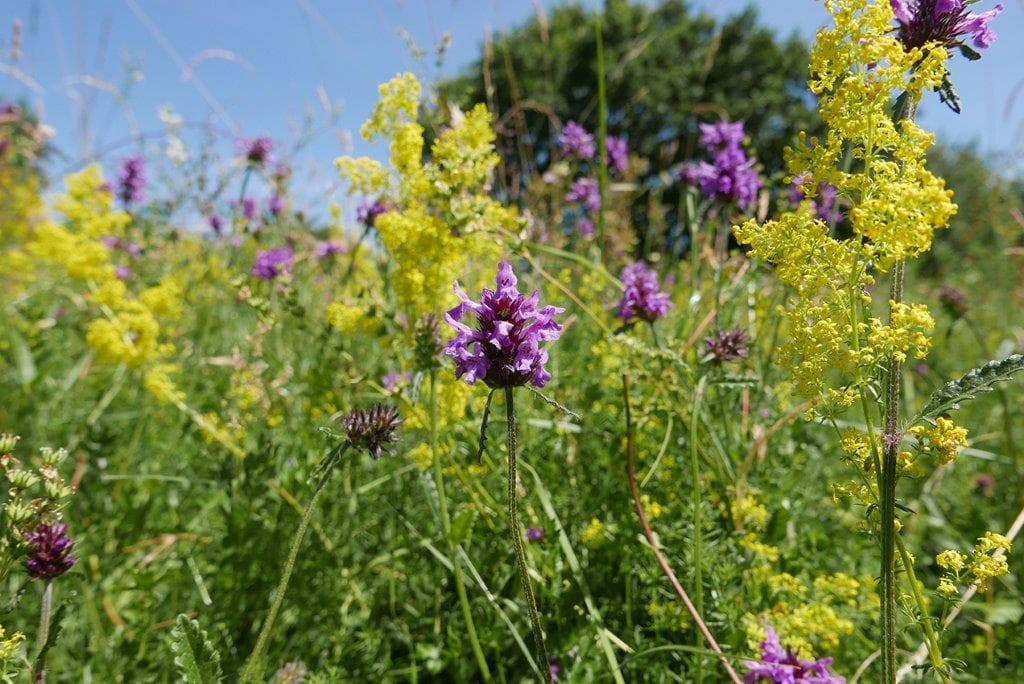 Godmanchester Nature Reserve - Image 1
