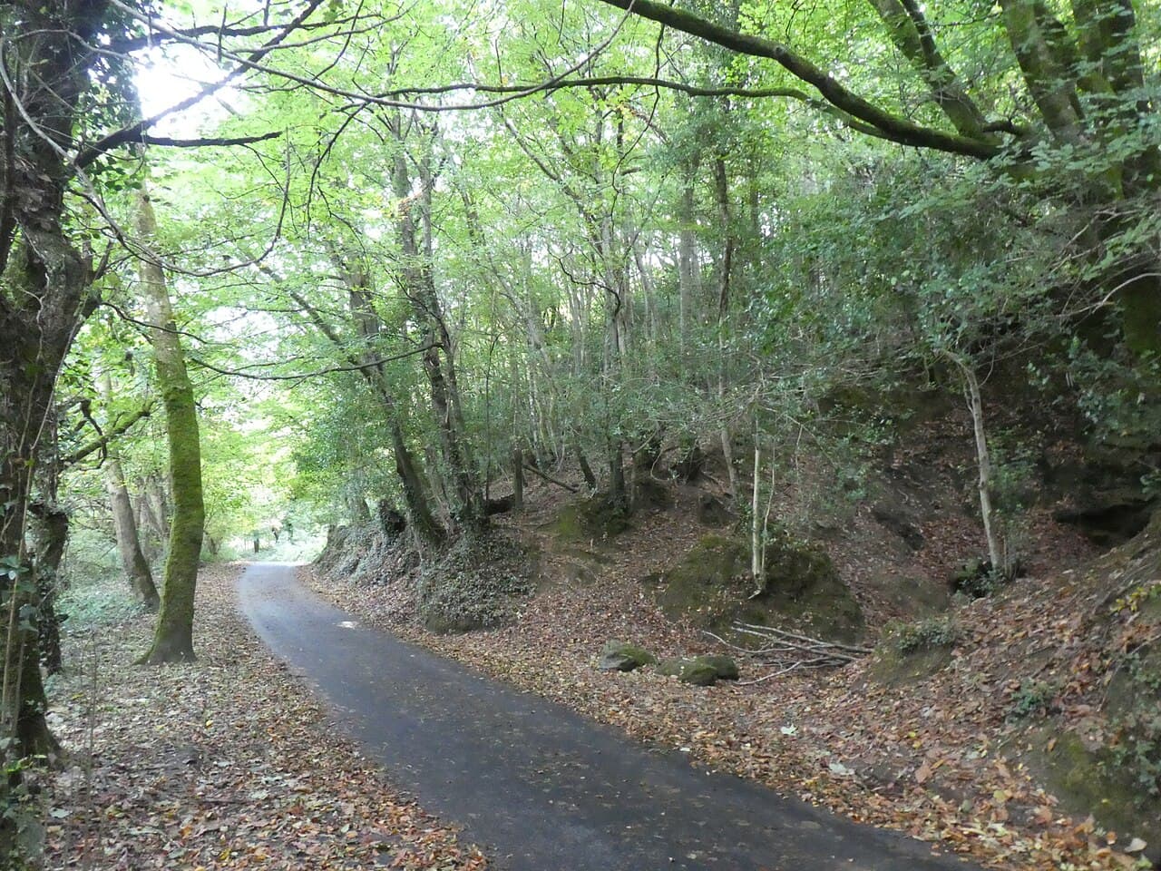 Kings Wood. - Image 2