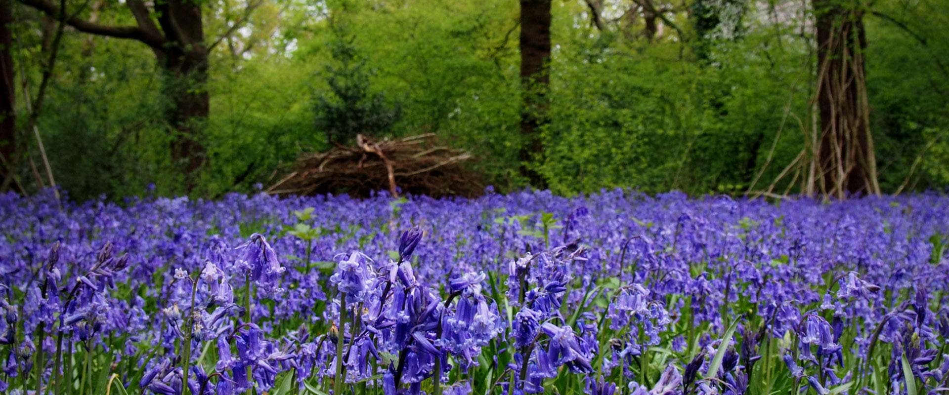 Perivale Wood - Image 2