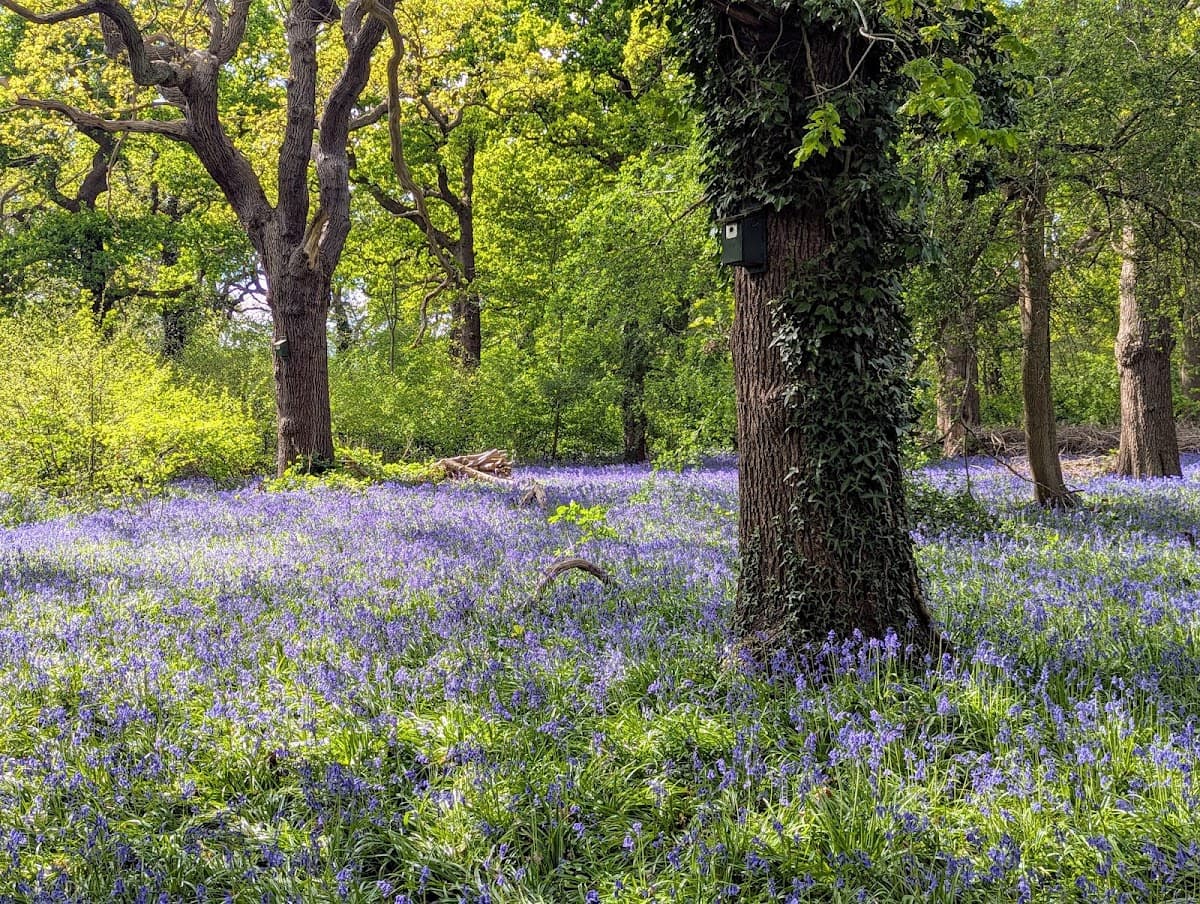 Perivale Wood - Image 3