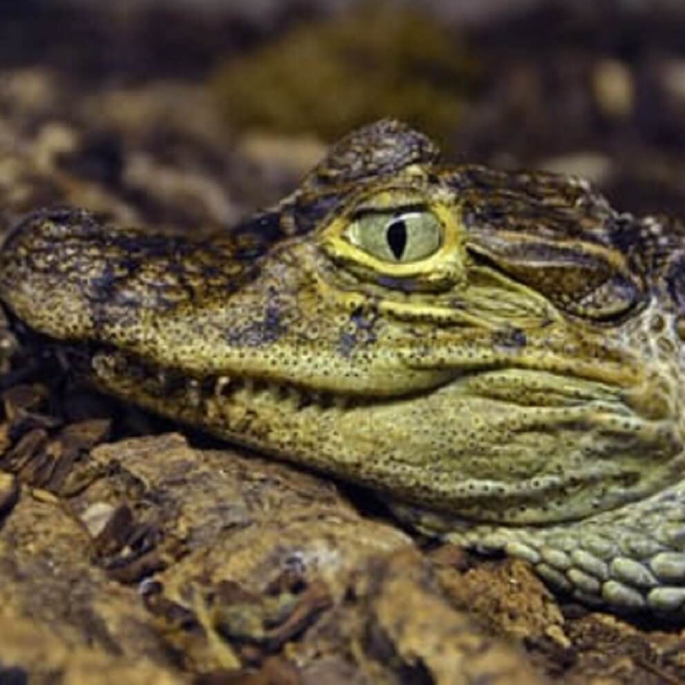 Crocodiles of the World - Main view
