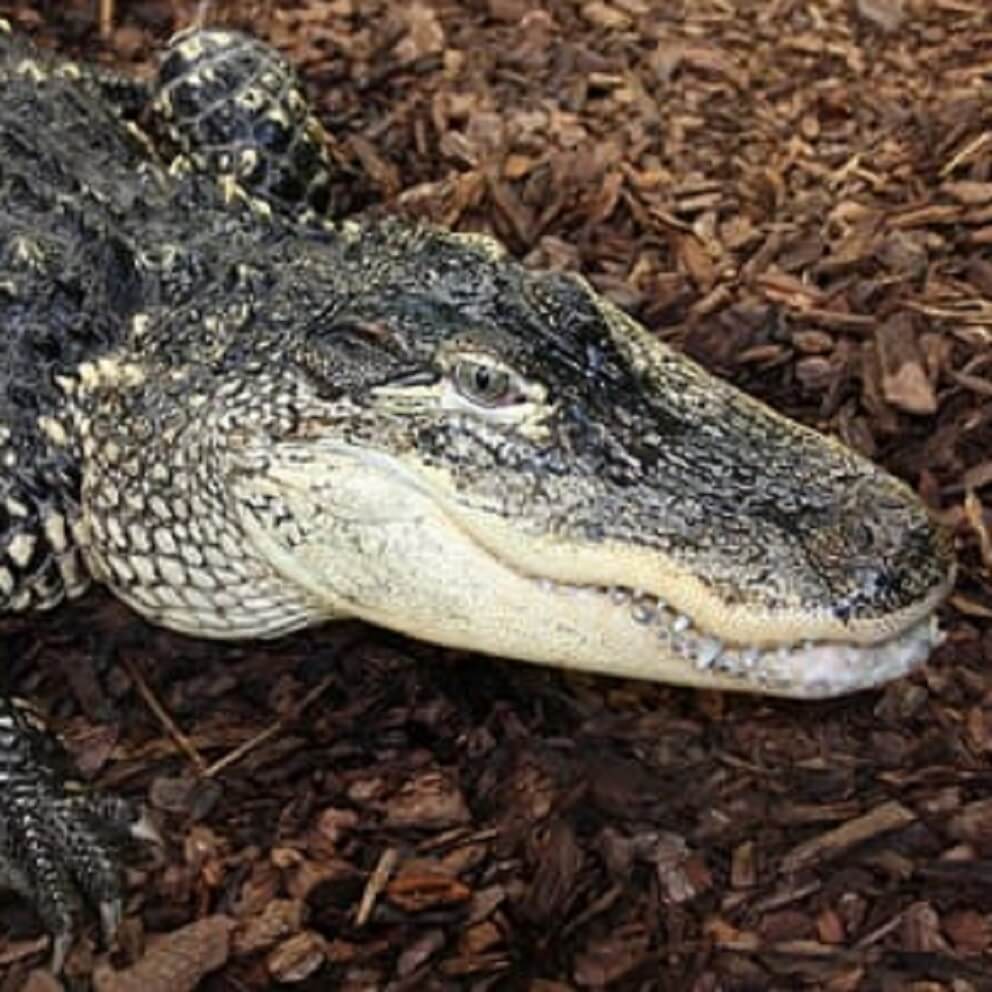 Crocodiles of the World - Image 2