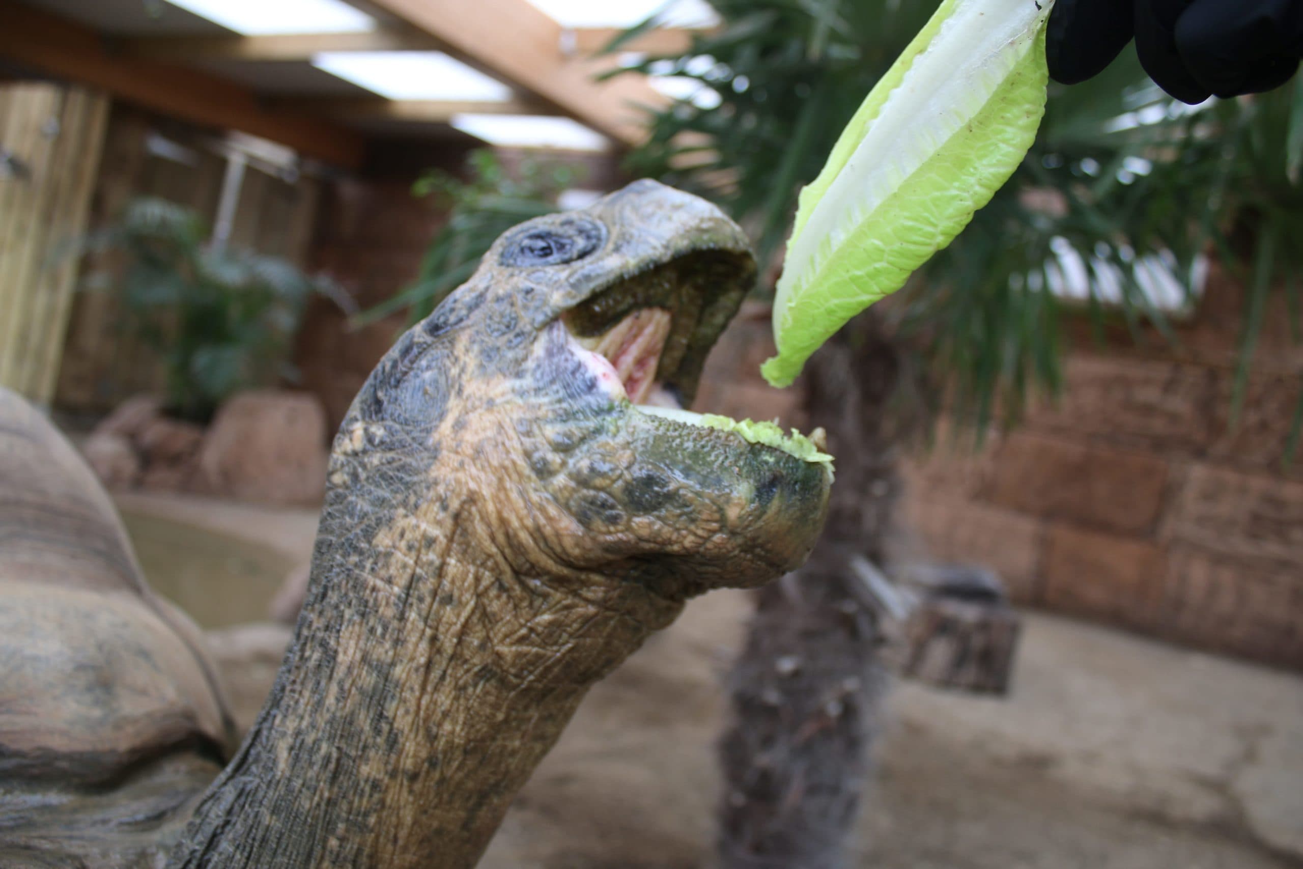 Crocodiles of the World - Image 3