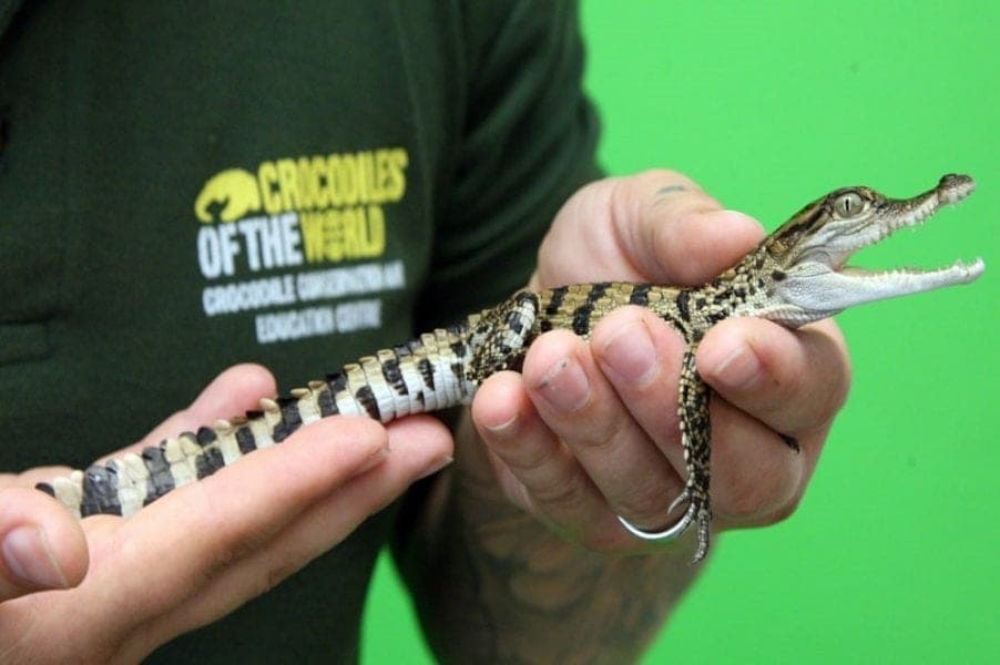 Crocodiles of the World - Image 4