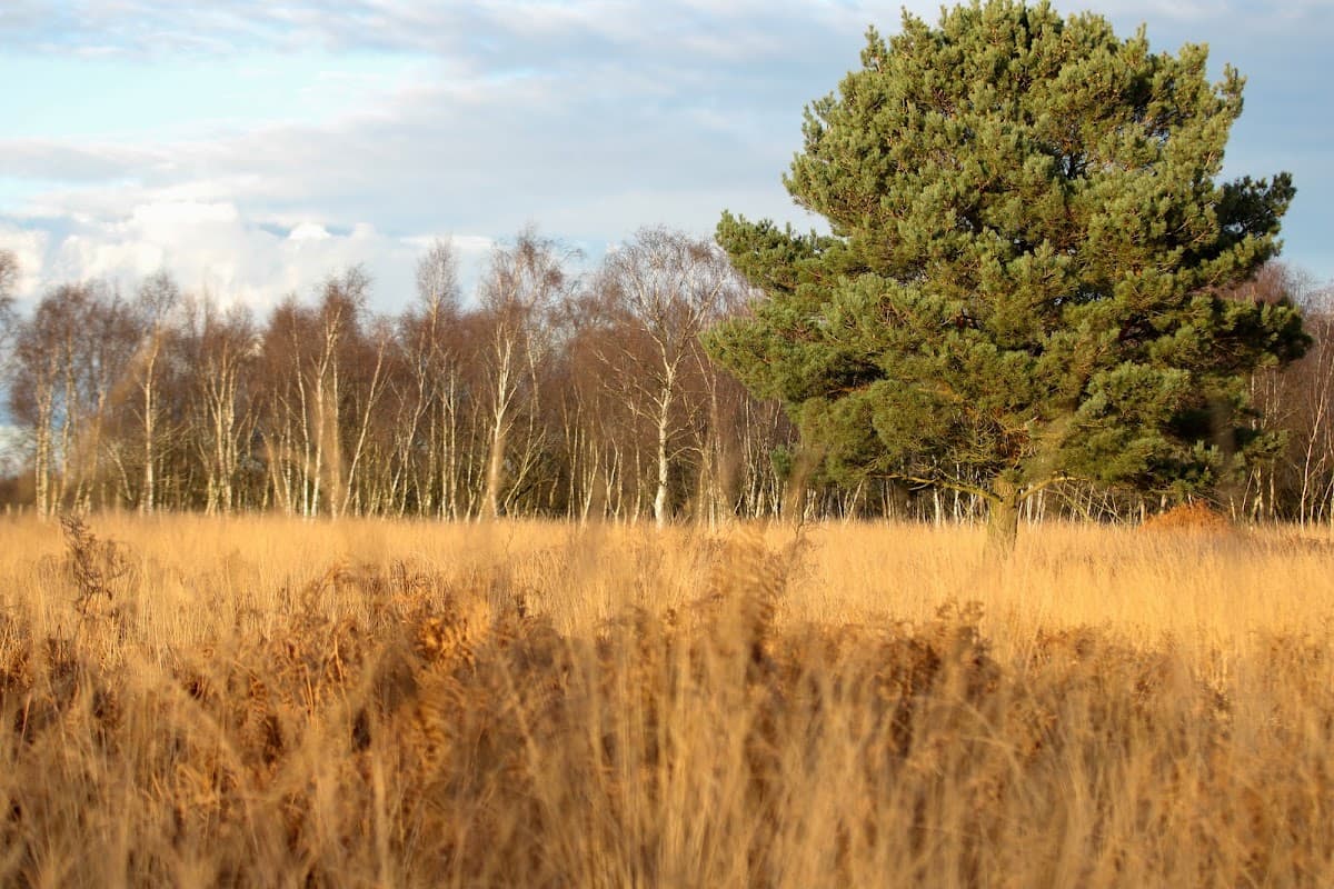 Crowle Moors - Main view