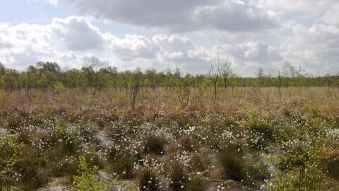 Crowle Moors - Image 2