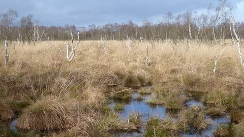Crowle Moors - Image 3