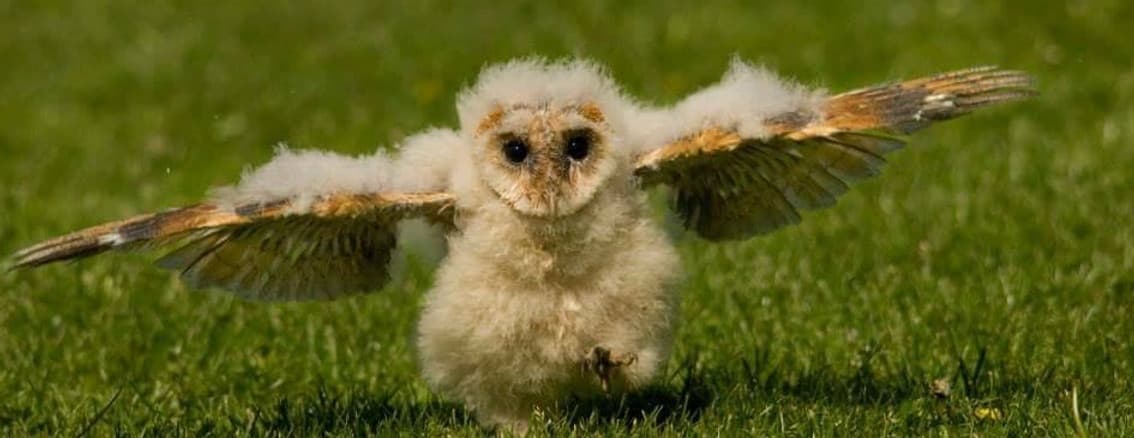 Liberty's Owl, Raptor & Reptile Centre - Image 1